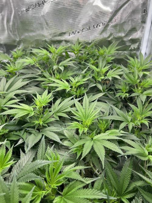 Sleepy Joe Coco Clones. Week 9