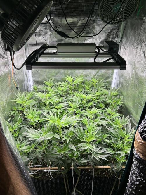 Sleepy Joe Coco Clones. Week 9 - Day 62, fd 8