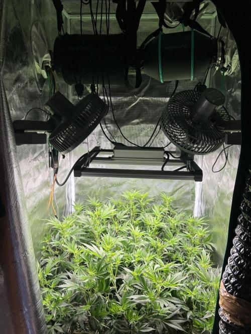 Sleepy Joe Coco Clones. Week 10 - Fd 11