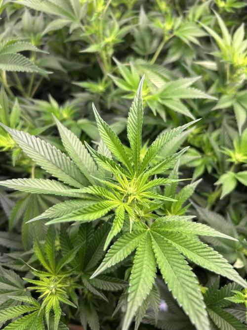 Sleepy Joe Coco Clones. Week 10