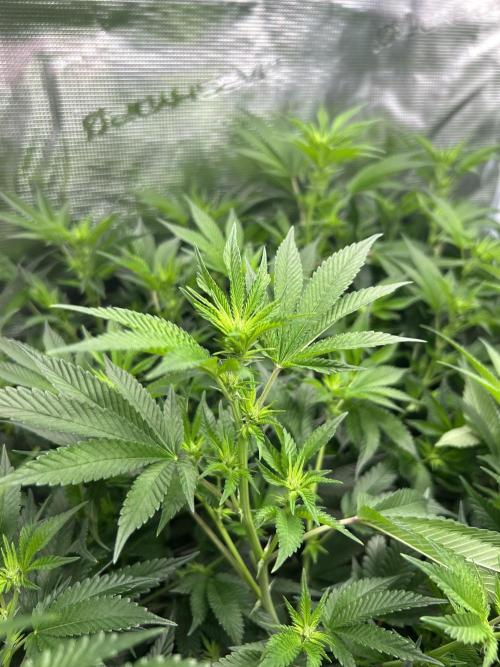 Sleepy Joe Coco Clones. Week 10