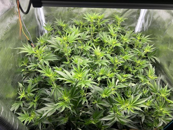 Sleepy Joe Coco Clones. Week 10