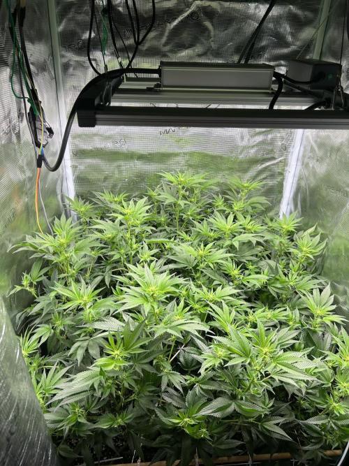 Sleepy Joe Coco Clones. Week 10 - Fd 14