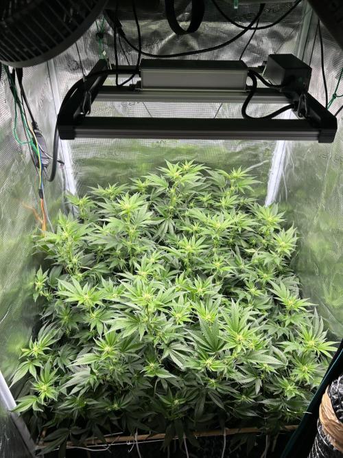 Sleepy Joe Coco Clones. Week 11 - Fd 17