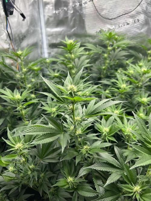 Sleepy Joe Coco Clones. Week 11