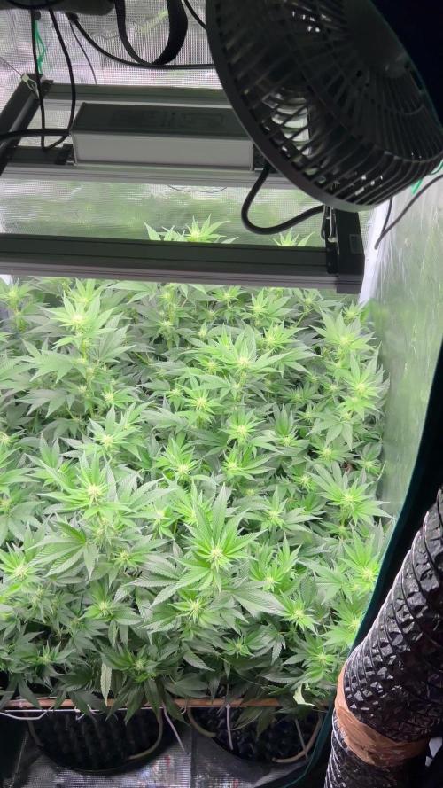 Sleepy Joe Coco Clones