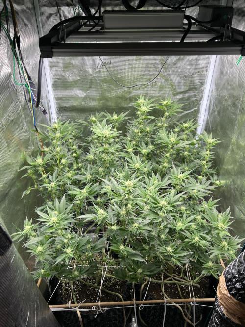 Sleepy Joe Coco Clones. Week 12 - Fd 22