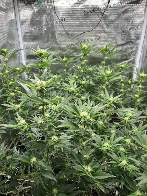 Sleepy Joe Coco Clones. Week 12