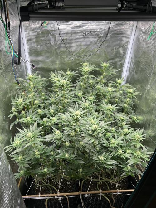 Sleepy Joe Coco Clones. Week 12 - Fd 25