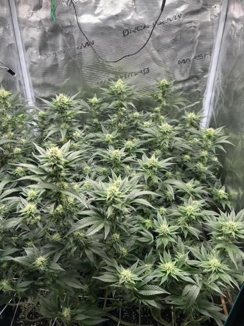 Sleepy Joe Coco Clones. Week 13 - Fd 29