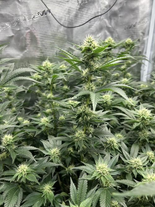 Sleepy Joe Coco Clones. Week 13