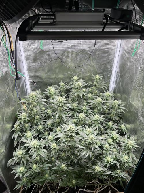 Sleepy Joe Coco Clones. Week 13 - Fd 33 