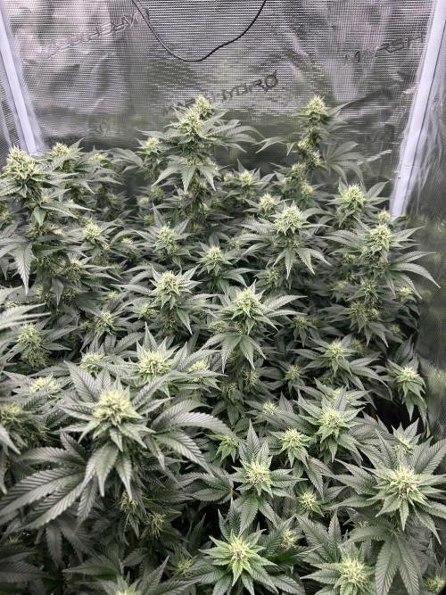 Sleepy Joe Coco Clones. Week 13