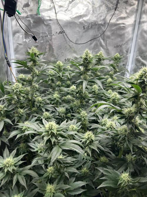 Sleepy Joe Coco Clones. Week 13