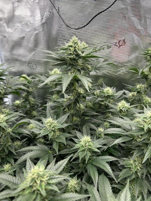 Sleepy Joe Coco Clones. Week 13