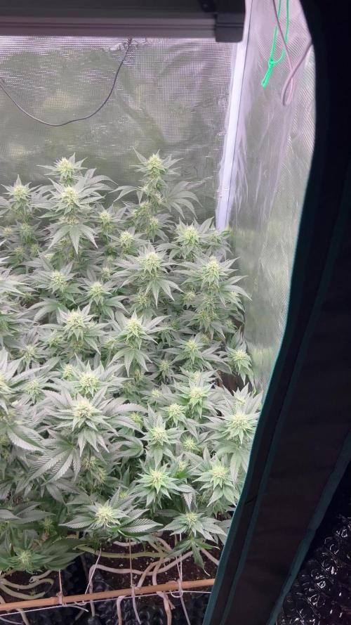 Sleepy Joe Coco Clones