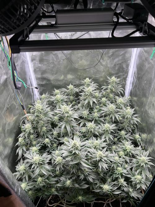 Sleepy Joe Coco Clones. Week 14 - Fd 36
