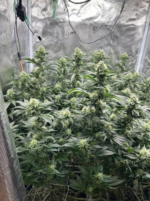Sleepy Joe Coco Clones. Week 14
