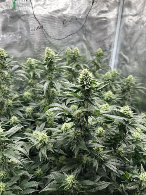 Sleepy Joe Coco Clones. Week 14