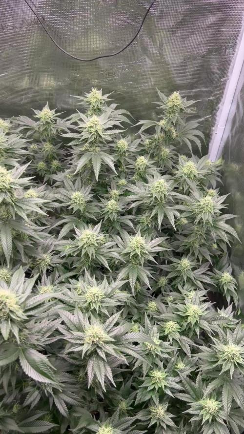 Sleepy Joe Coco Clones