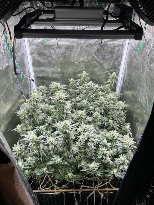 Sleepy Joe Coco Clones. Week 14 - Fd 40