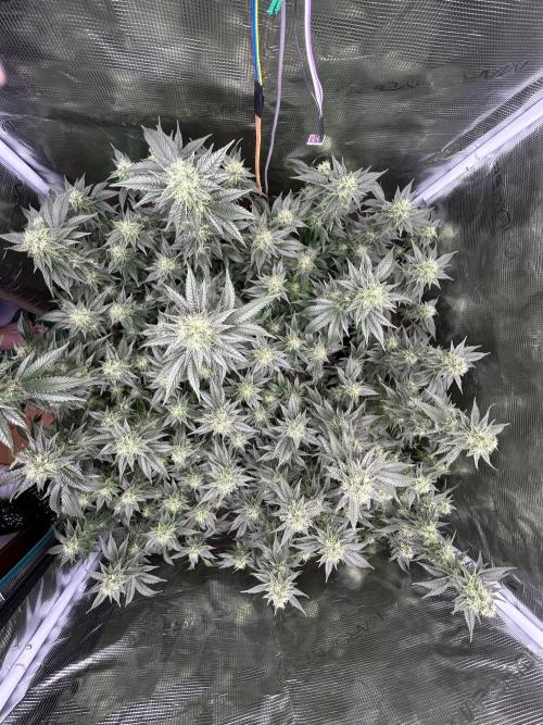 Sleepy Joe Coco Clones. Week 14