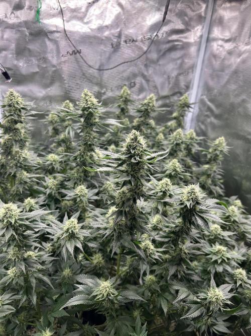 Sleepy Joe Coco Clones. Week 14