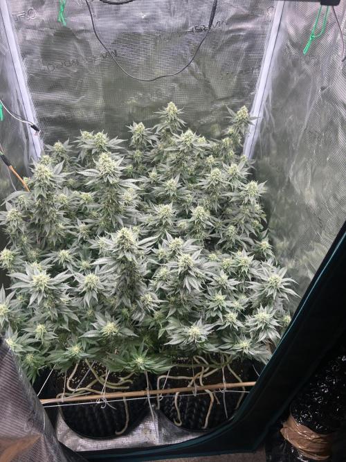 Sleepy Joe Coco Clones. Week 15 - Flower day 43 