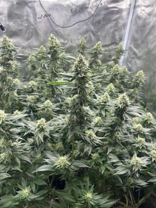 Sleepy Joe Coco Clones. Week 15