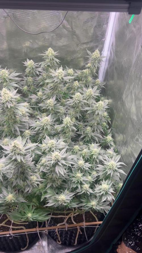 Sleepy Joe Coco Clones