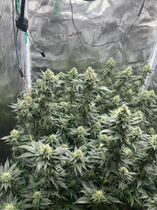 Sleepy Joe Coco Clones. Week 15