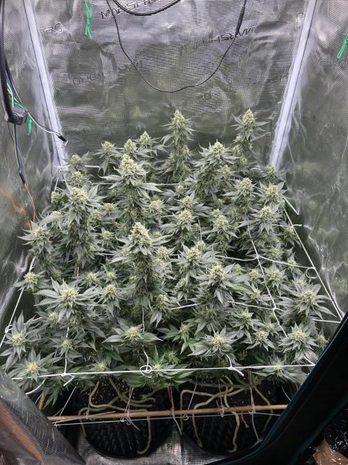 Sleepy Joe Coco Clones. Week 15 - Flower day 47