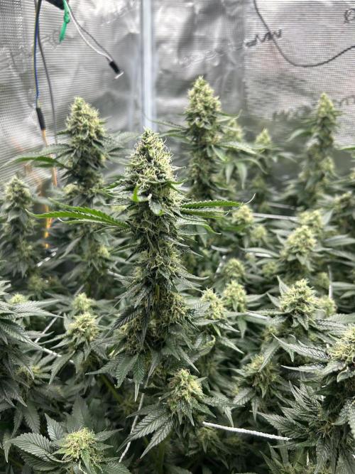 Sleepy Joe Coco Clones. Week 15