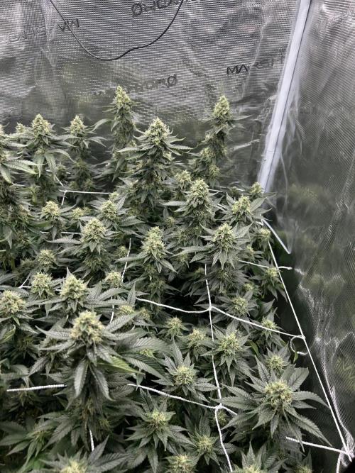 Sleepy Joe Coco Clones. Week 15