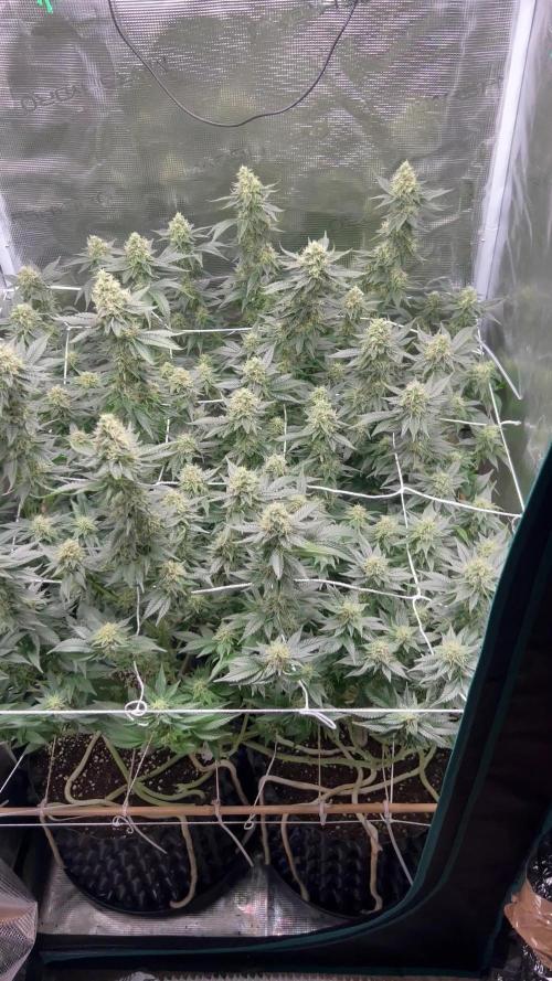 Sleepy Joe Coco Clones