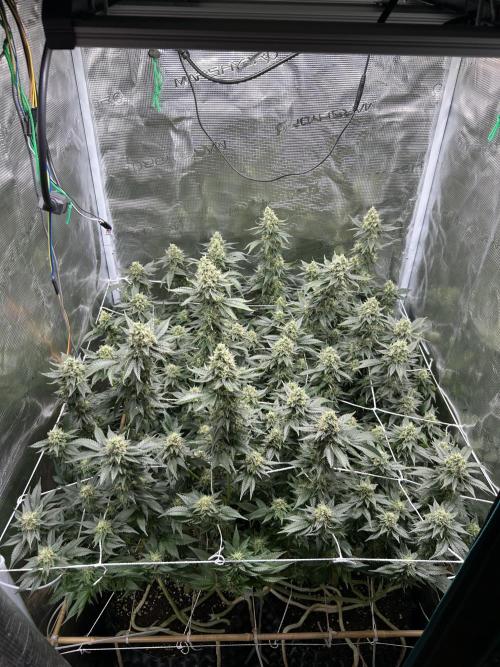 Sleepy Joe Coco Clones. Week 16 - Fd 51 