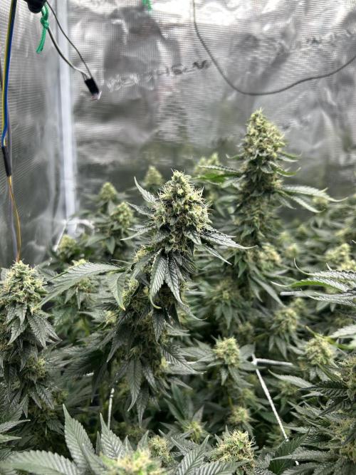 Sleepy Joe Coco Clones. Week 16