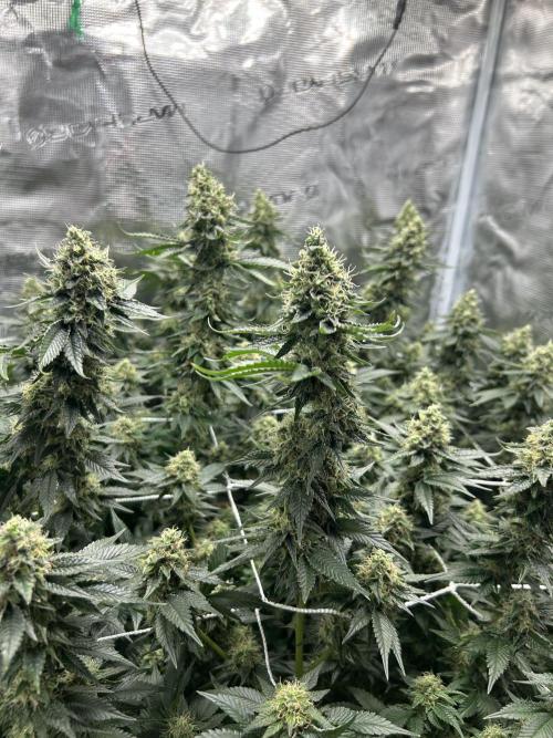 Sleepy Joe Coco Clones. Week 16