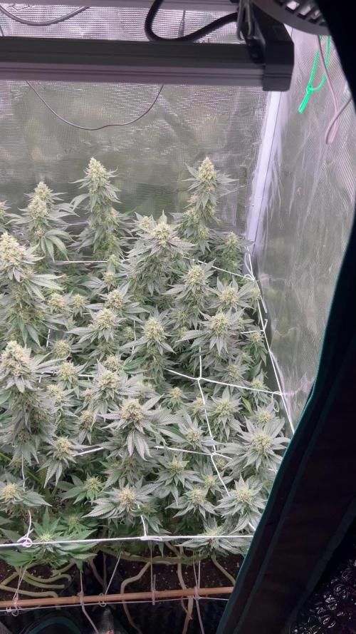 Sleepy Joe Coco Clones