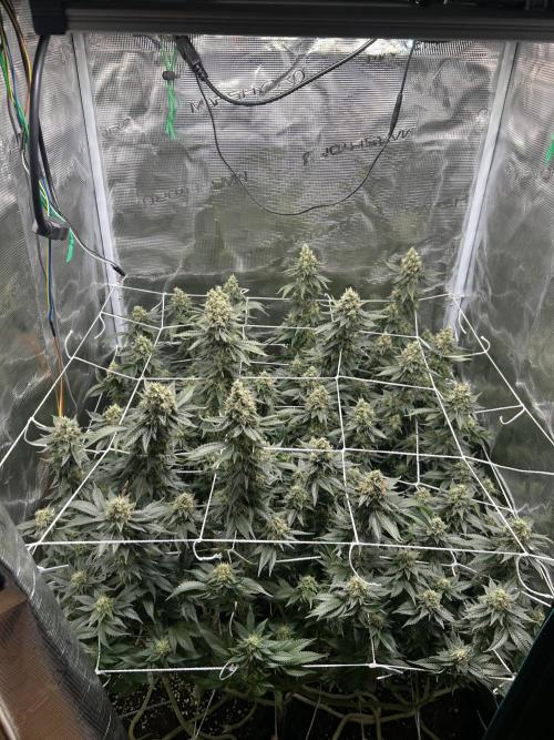 Sleepy Joe Coco Clones. Week 17 - Fd 57