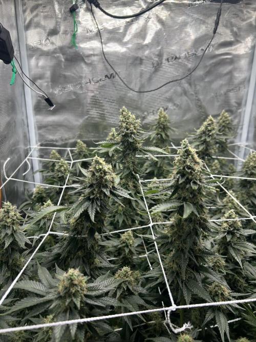 Sleepy Joe Coco Clones. Week 17