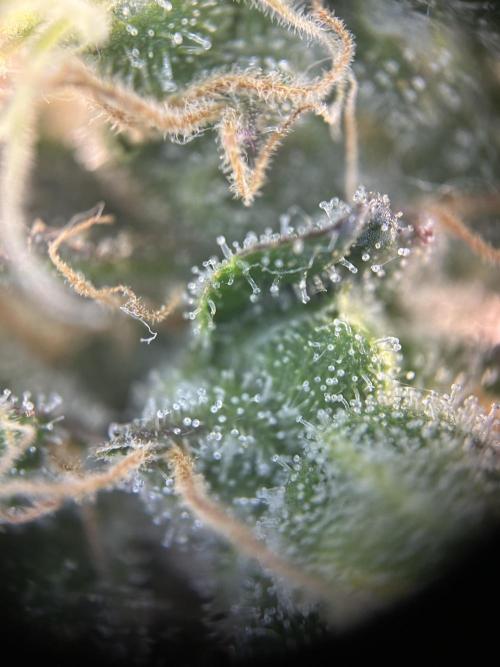 Sleepy Joe Coco Clones. Week 17
