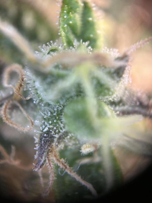 Sleepy Joe Coco Clones. Week 17