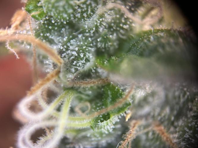 Sleepy Joe Coco Clones. Week 17