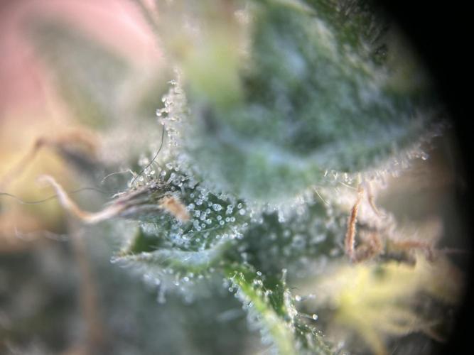 Sleepy Joe Coco Clones. Week 17