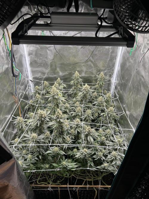 Sleepy Joe Coco Clones. Week 17 - Fd 60