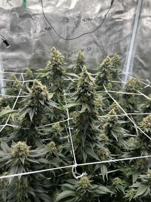 Sleepy Joe Coco Clones. Week 17