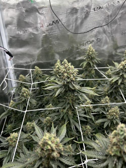 Sleepy Joe Coco Clones. Week 17