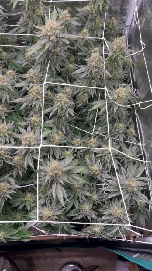 Sleepy Joe Coco Clones