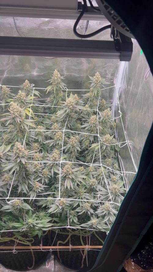 Sleepy Joe Coco Clones